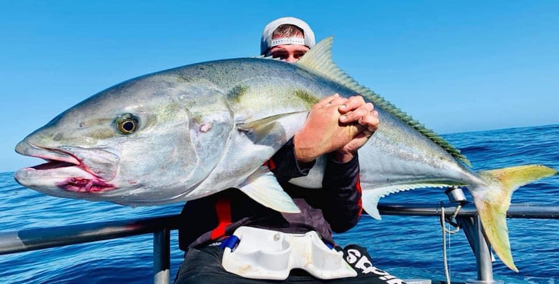 10 Guidelines for Catching Yellowtail Kingfish  Fish Pig Tackle 10  Guidelines for Catching Fish blog